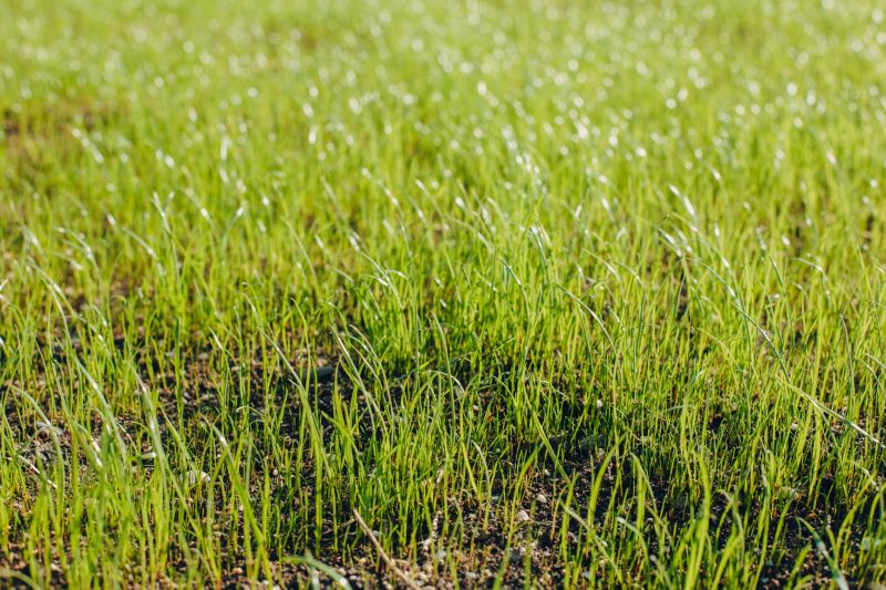 Lawn Reseeding Service in Honolulu, HI
