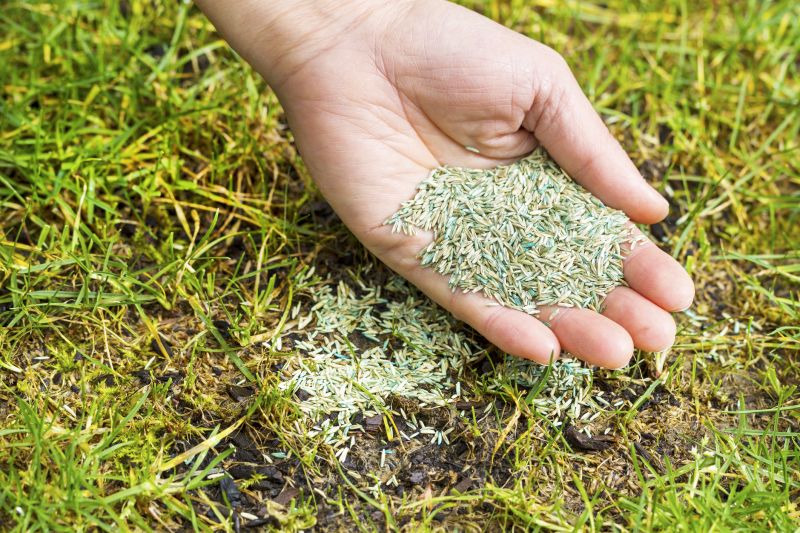 Lawn Seeding in Honolulu, HI