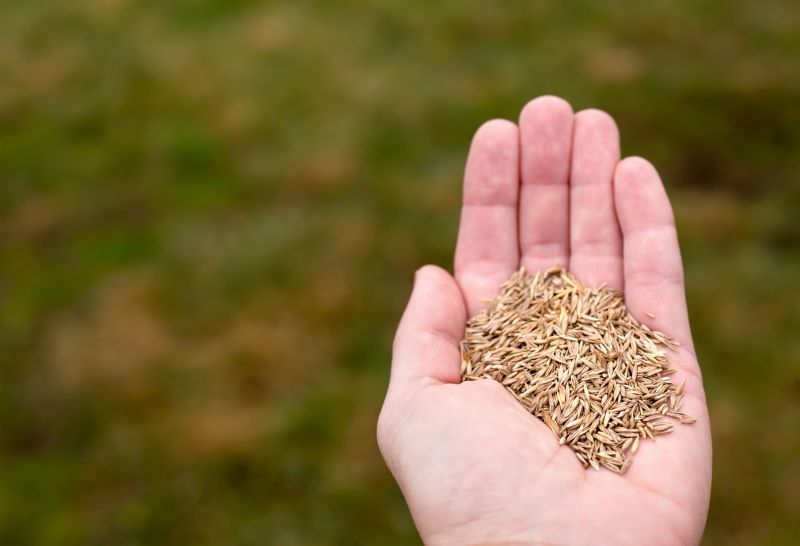 Grass Seed Installation in Ventura County, CA