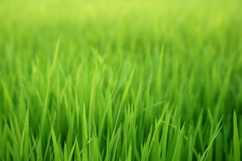 Grass Seed Installation in Honolulu, HI