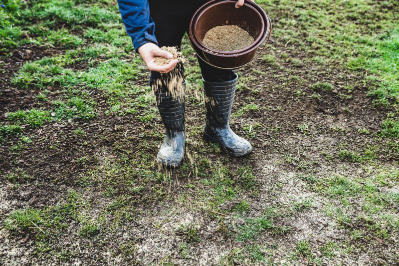 Grass Seeding Service in Honolulu, HI
