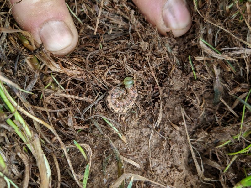 Grub Prevention in Honolulu, HI