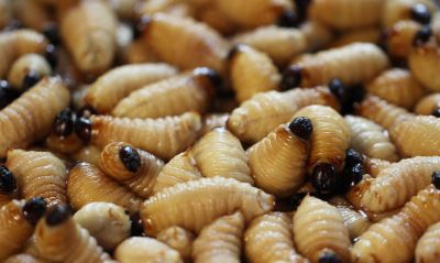 Grub Prevention in Honolulu, HI