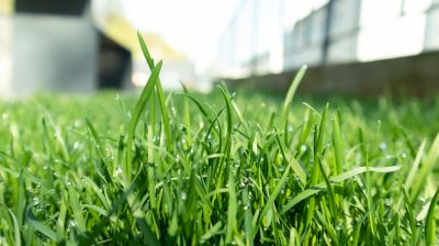 Lawn Treatment Service in Ventura County, CA