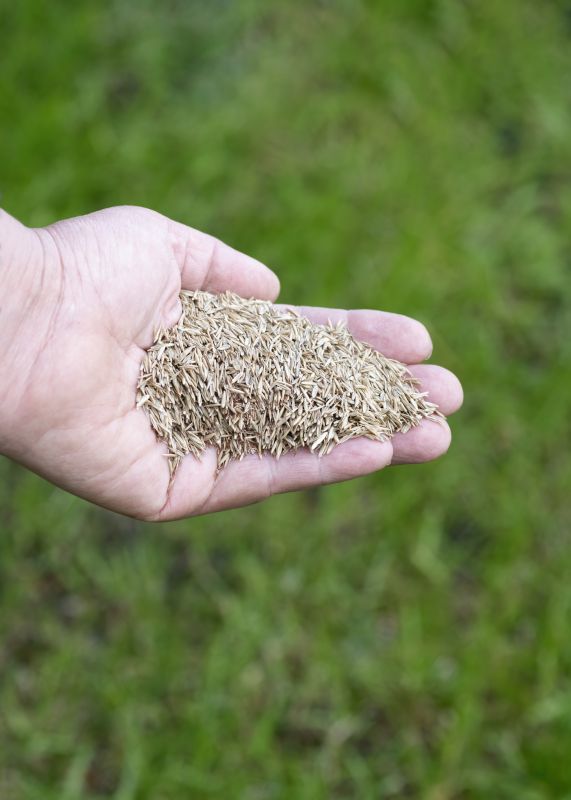 New Lawn Seeding in Ventura County, CA