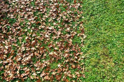 Fall Lawn Preparation